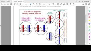 Brassage intrachromosomique et interchromosomique  Concours de médecine Maroc [upl. by Nilyac]