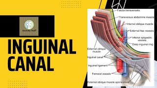 Inguinal Canal Anatomy [upl. by Sheffie]