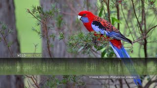 Crimson Rosella Calls amp Sounds [upl. by Anelehs302]