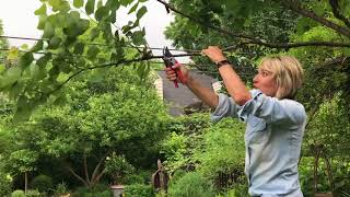 Redbud Tree Pruning [upl. by Velvet]