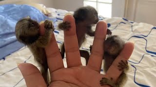 Adorable Finger Marmoset Monkey [upl. by Eimme373]