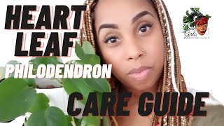 Heart Leaf Philodendron Care Guide For Beginners Easy Houseplants Tips [upl. by Ralyat521]