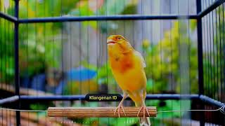 Canary Song 6 Hours Helps You Sleep Deeply and Overcome Insomnia 2 [upl. by Doscher]