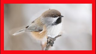 Boreal Chickadee Song Boreal Chickadee Call Sound  Carbonero Boreal Canto  Poecile Hudsonicus [upl. by Ahselrac385]