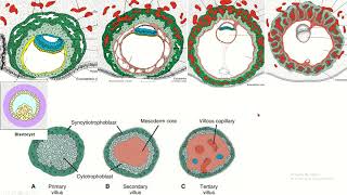 Placental chorionic villus and its parts placenta embryology fetaldevelopment [upl. by Reisman]