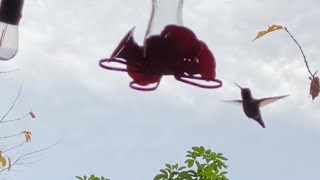 벌새먹이 걸어놓자마자 먹으러온 벌새 hanging a hummingbirds feeder and it flew in quickly [upl. by Goldston240]