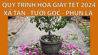 Quy trình hoa giấy Tết  xả tàn tưới gốc phun bón lá cho hoa giấy [upl. by Romelle747]