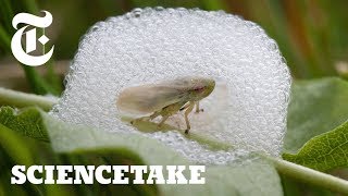 To Survive This Bug Builds a House of Bubbles  ScienceTake [upl. by Aniahs]