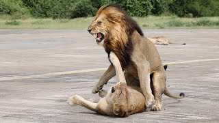 MATING LIONS on the Runway LEOPARD Rasping and ZEBRAS [upl. by Chrystel]