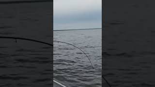 Walleye Fishing  Catching HUGE Walleye on Water [upl. by Veradis]