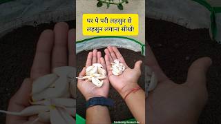 Easy way to grow garlic in pots and Containers  lahsun kaise lagate hain [upl. by Othelia]