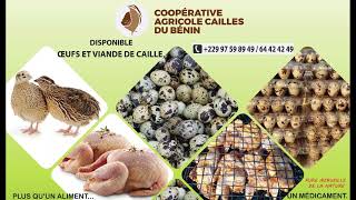 Reussir lincubation des oeufs de caille [upl. by Corbie]