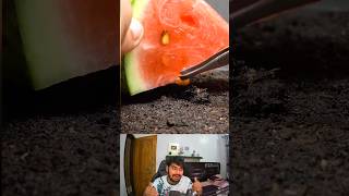 Growing Watermelon From Seed Time Lapse 🍉 shorts [upl. by Ahsikyt965]