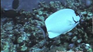 masked angelfish Genicanthus personatus [upl. by Lyons]