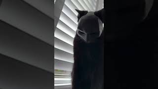 cats with mask🐱 funny youtubeshorts catmask car🐱viralvideo youtubeshorts shorts [upl. by Nicola]