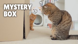 Cats vs Mystery Box  Kittisaurus [upl. by Annauj]