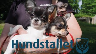 Chihuahuavalpar på Hundstallet [upl. by Aryajay]