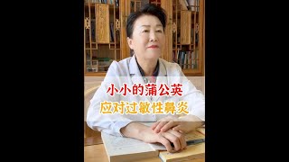 小小的蒲公英，应对过敏性鼻炎 中医 医学科普 中医养生 蒲公英 [upl. by Sinclair]