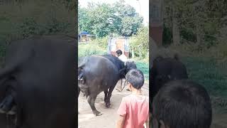 murrah buffalo giving birth to calf full video 📸 ll subscribe for more video buffaloed irishelk [upl. by Emorej]