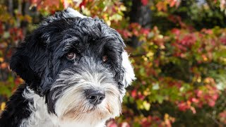 Training Your Portuguese Water Dog for Scent Work [upl. by Hnib]