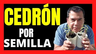 INCREÍBLE método para germinar CEDRÓN O HIERBA LUISA por semilla  el huerto de Adrián 😱 [upl. by Mezoff284]