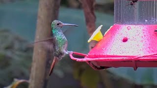 Rufoustailed Hummingbird Visits Panama Feeder For A Long Drink – March 13 2024 [upl. by Maxie]