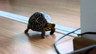 Tortoise Walking [upl. by Sivie]