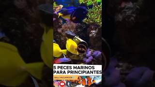 7 PECES MARINOS para PRINCIPIANTES 🐠 acuarofilia acuariomarino peces acuario pez pezpayaso [upl. by Karly902]