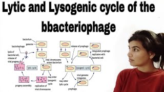 Lytic and lysogenic cycle of the bbacteriophage [upl. by Chun]