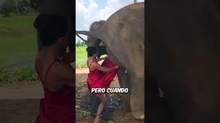 ¡Este elefante hizo rica a esta mujer 🐘😱💸 [upl. by Annaeerb724]