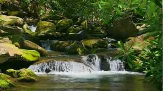 Nature Sounds without Music  15Minute Relaxation [upl. by Nirrad]