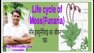 Life cycle of Funaria or Moss मॉस या फ्युनेरिया का जीवन चक्र [upl. by Varney]