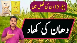 Fertilizers plan for rice crop for first 15 days  Abid Ali Agrarian [upl. by Ashlan212]