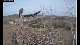 Bella hasnt shown up for days Scout leaves a fish for her NCTC Eagle Nest 秃鹰 2024 11 17 [upl. by Schoof]