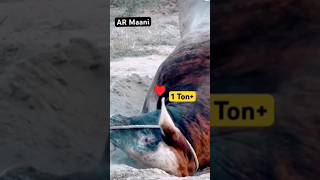 WORLD BIGGEST BULL  HEAVIEST BULL ♥️ytshorts biggest bull loveanimals cow [upl. by Boar34]