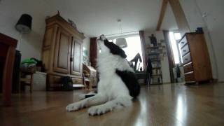 Border collie howling at baby commercial [upl. by Yv966]