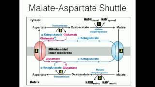 MalateAspartate Shuttle Mitochondrial NADH Transport [upl. by Dominic604]