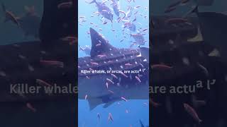 Orcas The Mighty Killer Whales and Their Dolphin Family Ties wildlife nature endangeredspecies [upl. by Peednas]