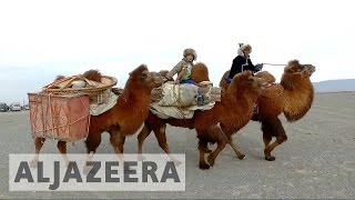 Mongolia races to preserve twohumped camels [upl. by Ahtael258]