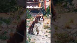 Sevimli❤️köpek Venüsün Masum Bakışları dog doglover dogs viral video shorts youtubeshorts fy [upl. by Antonie]