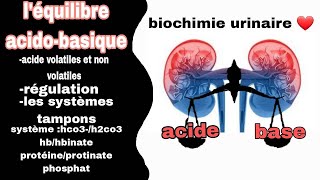 léquilibre acidobasique  introduction la régulation les systèmes tampons de lorganisme [upl. by Anthia787]