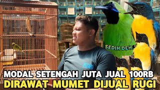 OLENG NIH BOS100 RIBU TIGA EKOR MODAL SETENGAH JUTA DIJUAL 100 RIBU PASAR BURUNG PRAMUKA [upl. by Edlin]