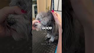 Dont Make This Mistake When You Cut Your Dogs Fur dogroomingstudio [upl. by Eynttirb]