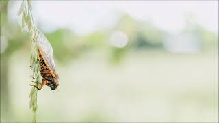 Cicada Sound Effect  Animal Sounds [upl. by Adnawad]