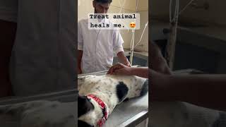 Animal Parvovirus Treatment veterinary Clinic [upl. by Allekim]