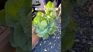 One cabbage plant with 2 heads harvested today gardening vegetablegardening fyp cabbage [upl. by Ebanreb]