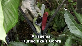 Get Gardening Curled Like a Cobra Arisaema [upl. by Leribag]