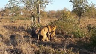 Two Male Lions mating [upl. by Ashmead966]