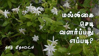 How to Grow Jasmine Plant in Pot in Tamil  How to Grow Jasmine Plant from Cuttings in Tamil [upl. by Reinhard]