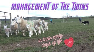 Post Lambing Management of the twins in their early days [upl. by Droffilc]